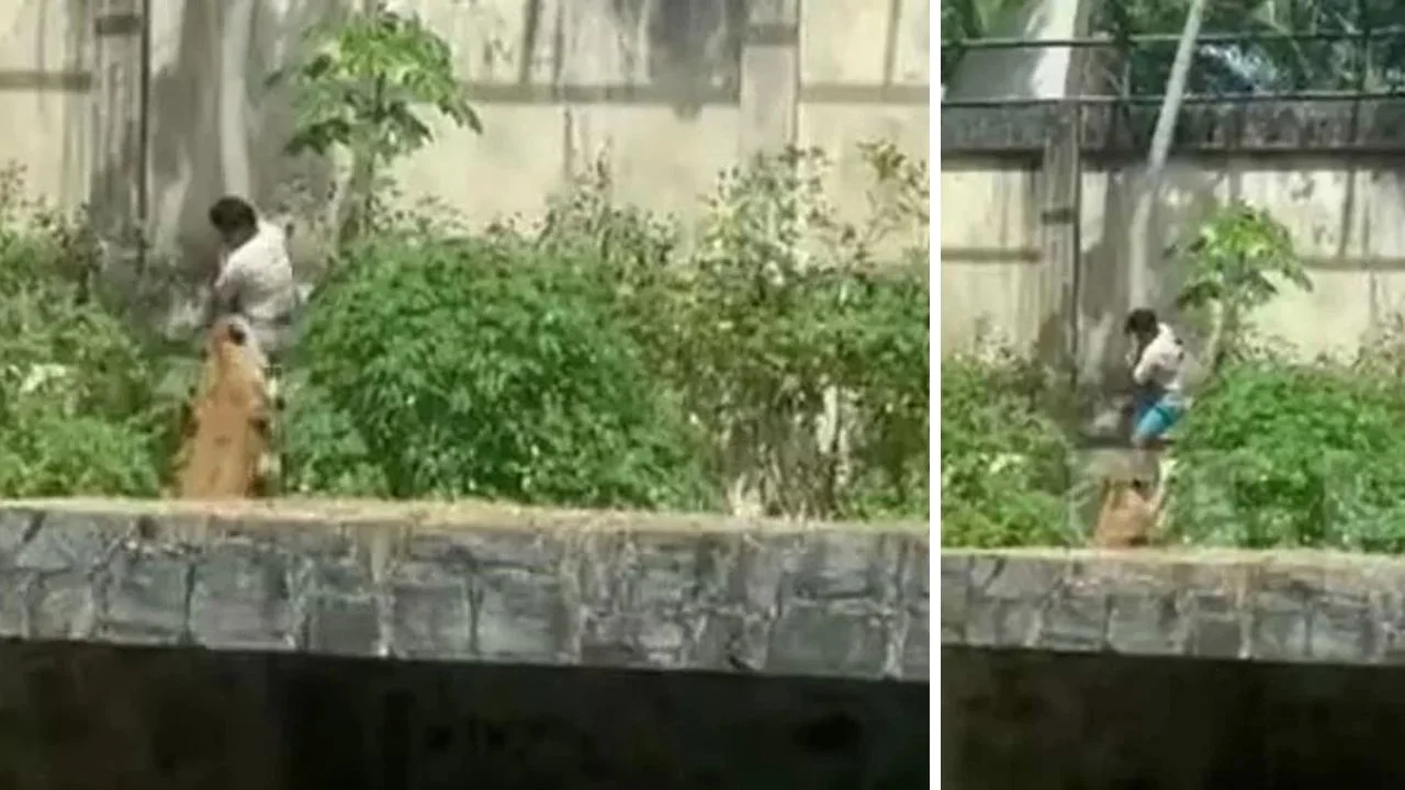 Leona mata a hombre en Brasil video: momento en dónde entró al recinto