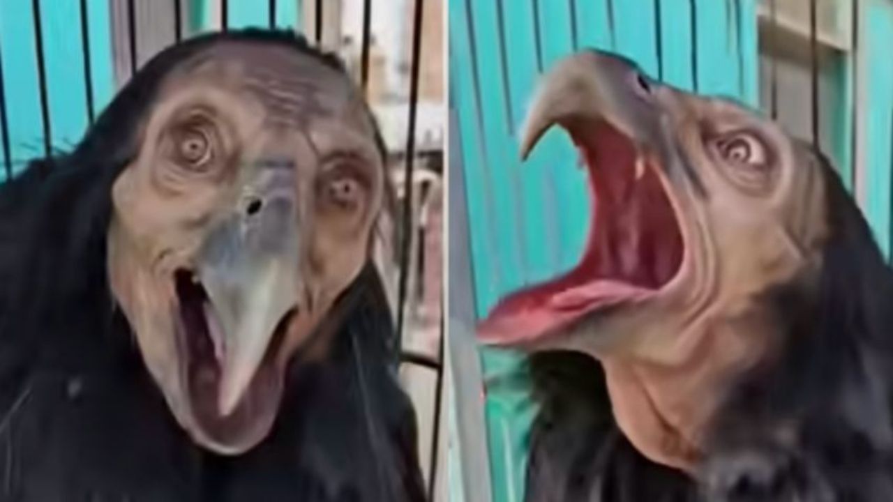 Video muestra la supuesta captura de una bruja convertida en pájaro