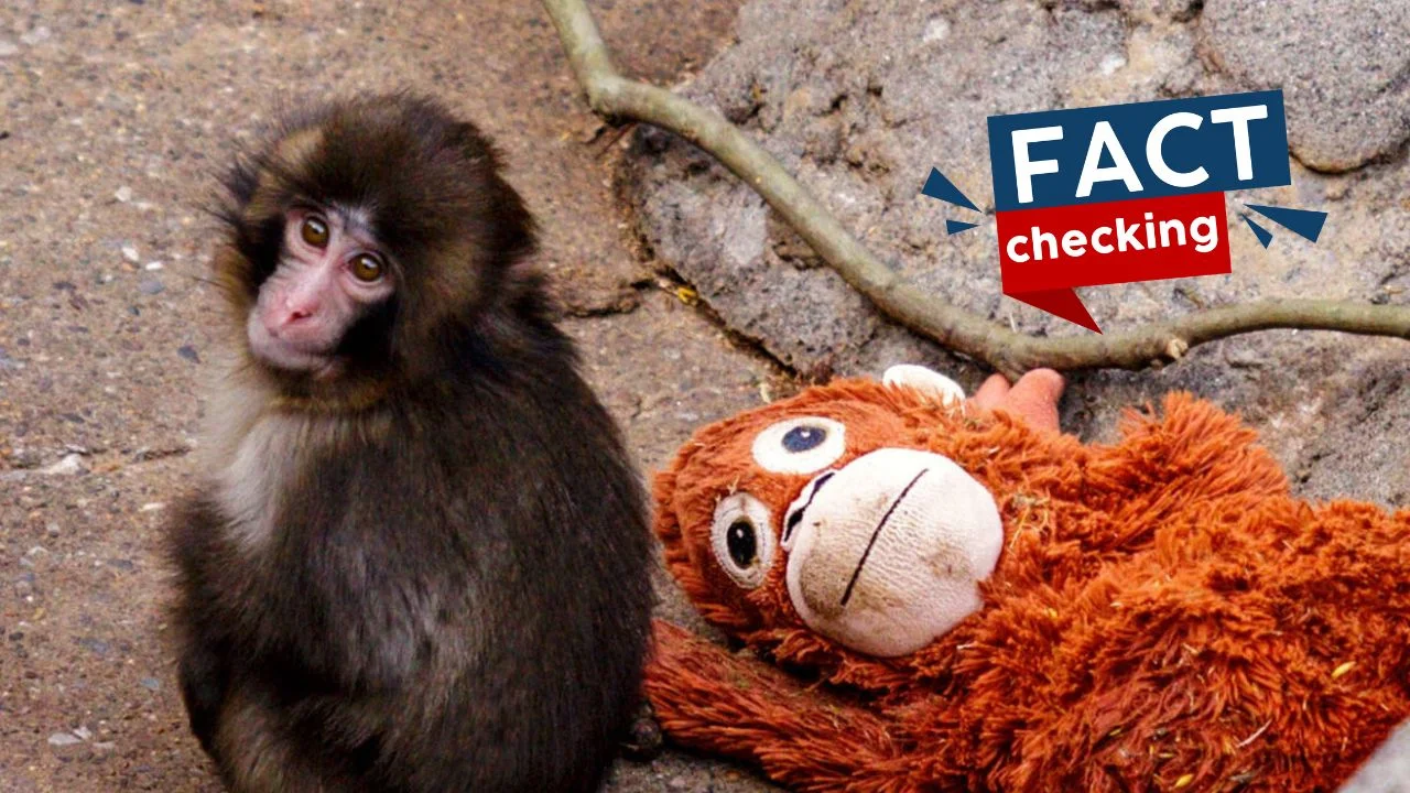 ¿Mono Punch murió? ¿qué le pasó? ¿es verdad que falleció el monito?